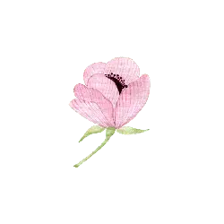 Pink Flower - Designer's Pick PNG - plant
