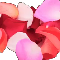 Rose Petals - love - flower - High Resolution PNG