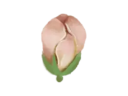 Peach Blossom - fruit - plant - No Watermark PNG