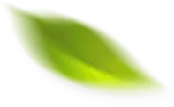 Leaf - shape - PNG Images
