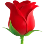 Rose - nature - Free PNG