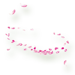 Pink Petals - romantic - PNG