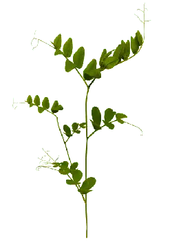 Pea Shoots - Free for Commercial Use PNG