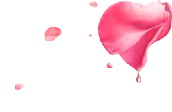 Pink Petals - art - No Background PNG