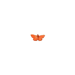 Pyrausta orphisalis - red - PNG Images