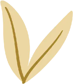 Two Leaves - nature - ecology - No Watermark PNG
