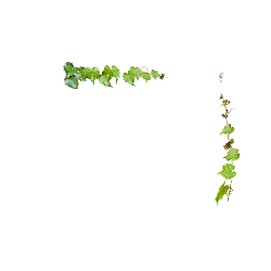 Grape Vine - green - nature - No Watermark PNG
