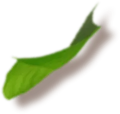 Leaf Vein - Free for Commercial Use PNG