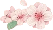 Lossless PNG - Cherry Blossom - flower - Pic 1