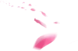 Pink Petals - falling - No Watermark PNG