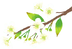 Cherry Blossom Branch - pink - white - Free Download PNG
