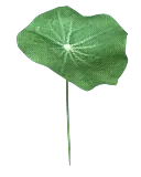 Lotus leaf - plant - Transparent Layer PNG