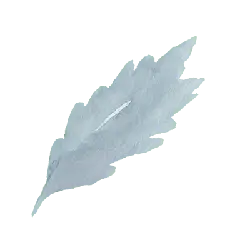 Feather - soft - No Watermark PNG