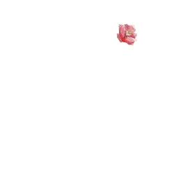 Peach Blossom - Highly Rated PNG - PNG