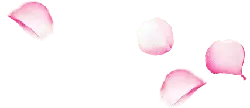 Petals - natural - Free Download PNG