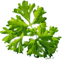 Celery Leaf - High Download Count PNG