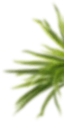 Water Plant - growth - Free Download PNG