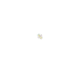 White Flower - nature - bloom - High Resolution PNG