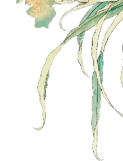 Lotus - leaf - High Quality PNG
