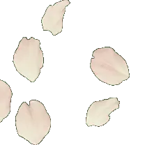 Petals - PNG Images