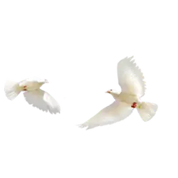 Flying White Pigeons - freedom - PNG