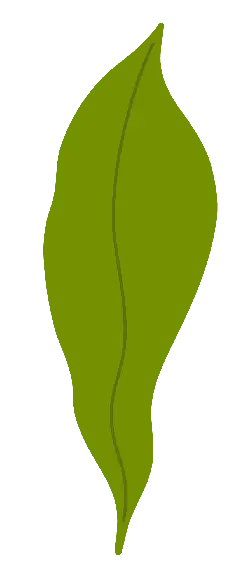Leaf - shape - Designer Recommended PNG