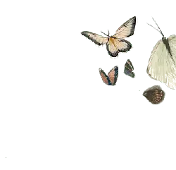 Butterfly - No Watermark PNG - PNG