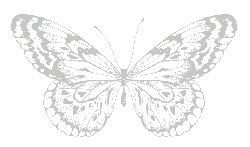 Butterfly - beautiful - insect - High Resolution PNG