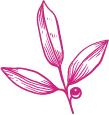 Three Petal Flower - line drawing - No Background PNG