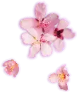 Cherry Blossom - spring - Lossless PNG