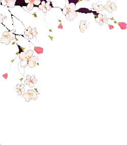 beautiful - Cherry Blossom - Designer Recommended PNG - Pic 1
