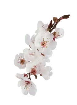 Peach Blossom - Free for Commercial Use PNG - PNG