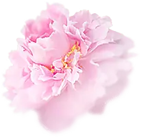 Peony - plant - Popular Download PNG