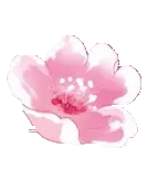 Cherry Blossom - Lossless PNG - High Resolution PNG