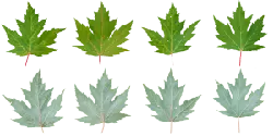 Maple Leaf - green - Transparent Layer PNG