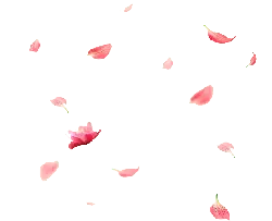 Pink Petals Falling - nature - flower - High Resolution PNG