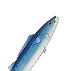 Flying Fish - flying - Transparent Layer PNG