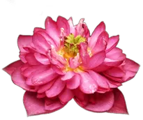 Lotus Flower - flower - Curated PNG