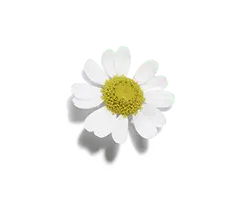 Chamomile - white - High Quality PNG