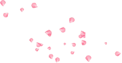 Pink Petals - romantic - No Watermark PNG