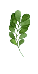 Toona sinensis - leaf - Transparent Background PNG