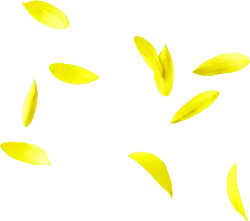 Petals - yellow - High Resolution PNG