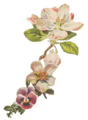 Apple Blossom and Pansy - plant - Transparent Layer PNG