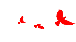 Flying Red Birds - Curated PNG