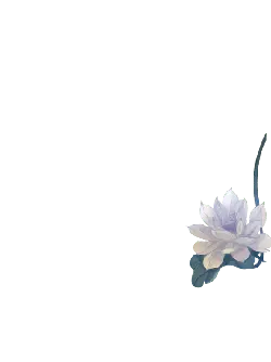 White Lotus - peaceful - plant - PNG Images