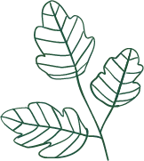 Leaf - green - branch - Transparent Layer PNG