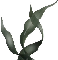 Abstract Leaves - nature - PNG Images