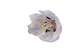 Apricot Flower - pink - Free Download PNG
