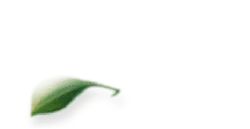 Leaf - Curated PNG - branch
