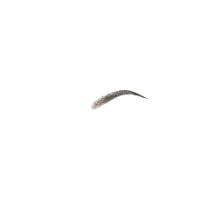 Feather - black - Popular Download PNG